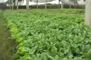 Mô Hình Rau Sạch Của Xã Hương Ngải