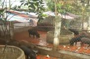 Mô Hình Nuôi Lợn Rừng ở xã Yên Bình - huyện Thạch Thất
