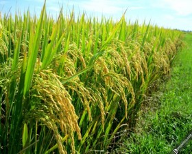 Đánh giá năng suất vụ chiêm xuân ở xã Yên Bình 2016 