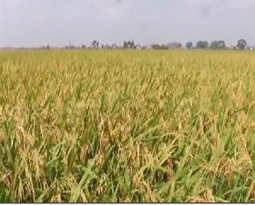  Thu hoạch lúa vụ xuân trên đồng ruộng Thạch Thất