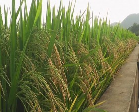 Phòng Dân tộc và mô hình sản xuất lúa cải tiến SRI tại 3 xã miền núi huyện Thạch Thất
