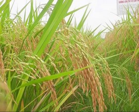 Thạch Thất triển khai hiệu quả mô hình trình diễn giống lúa lai TH 3 - 5 