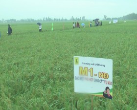 Đánh giá mô hình trình diễn giống lúa lai M1- NĐ vụ mùa 2015 tại Thạch Thất