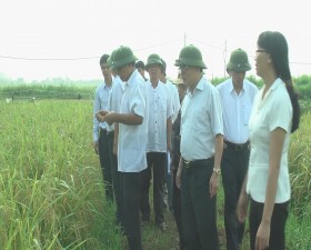 Các đồng chí lãnh đạo huyện và nguyên lãnh đạo huyện Thạch Thất kiểm tra sản xuất trên địa bàn huyện