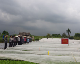 Hội nghị đầu bờ mô hình màng phủ paslite tại xã Dị Nậu