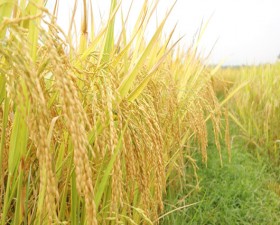 Tổng kết mô hình lúa SRI tại 3 xã miền núi của huyện Thạch Thất