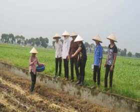 Thực hành sử dụng chế phẩm vi sinh AT- YTB trong việc xử lý rơm rạ trồng cây vụ đông ở Thạch Thất