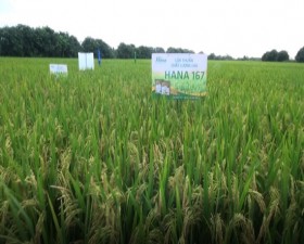 	Tổng kết mô hình giống lúa thuần chất lượng cao Hana 167 tại xã Hương Ngải