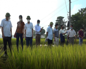 	Hội nghị đầu bờ đánh giá giống lúa HD11 trong vụ mùa năm 2021 tại xã Hương Ngải