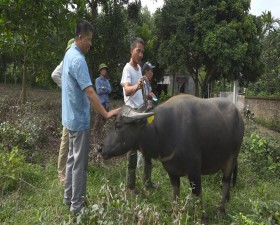 	Thạch Thất: Bàn giao trâu giống cho 10 hộ nông dân