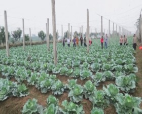 Hội nghị đầu bờ mô hình luân canh cây trồng tại xã Hương Ngải