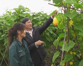 Sản xuất vụ đông tại xã Bình Yên- Thạch Thất.