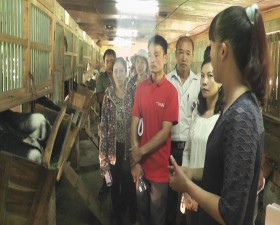 Nông dân 3 xã Miền núi huyện Thạch Thất học tập trao đổi kinh nghiệm nuôi dê tại trung tâm nghiên cứu dê và cừu Sơn Tây