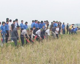 Công tác dồn điền đổi thửa trên địa bàn huyện Thạch Thất