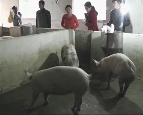 Mô hình nuôi lợn sinh học tại xã Kim Quan