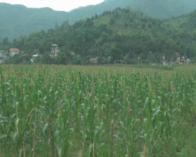 Phong sự huyện Thạch Thất chăm lo đời sống cho đồng bào Miền núi 