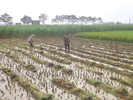 Nông dân xã Đại Đồng tích cực sản xuất vụ đông.