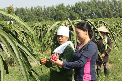Diện mạo nông thôn mới ở Thạch Thất 