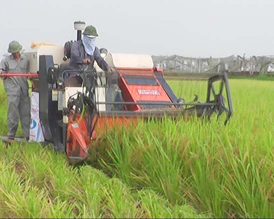 Mô hình khảo nghiệm các giống lúa mới trong vụ mùa 2013 ở huyện Thạch Thất.