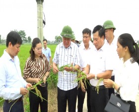 Đoàn công tác Thành phố kiểm tra, đánh giá năng suất sản lượng cây trồng vụ Xuân trên địa bàn huyện
