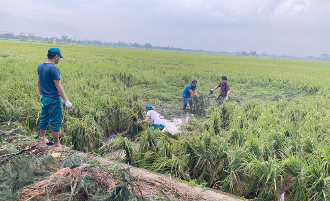 Nông dân huyện Thạch Thất khẩn trương ra đồng sau bão số 3