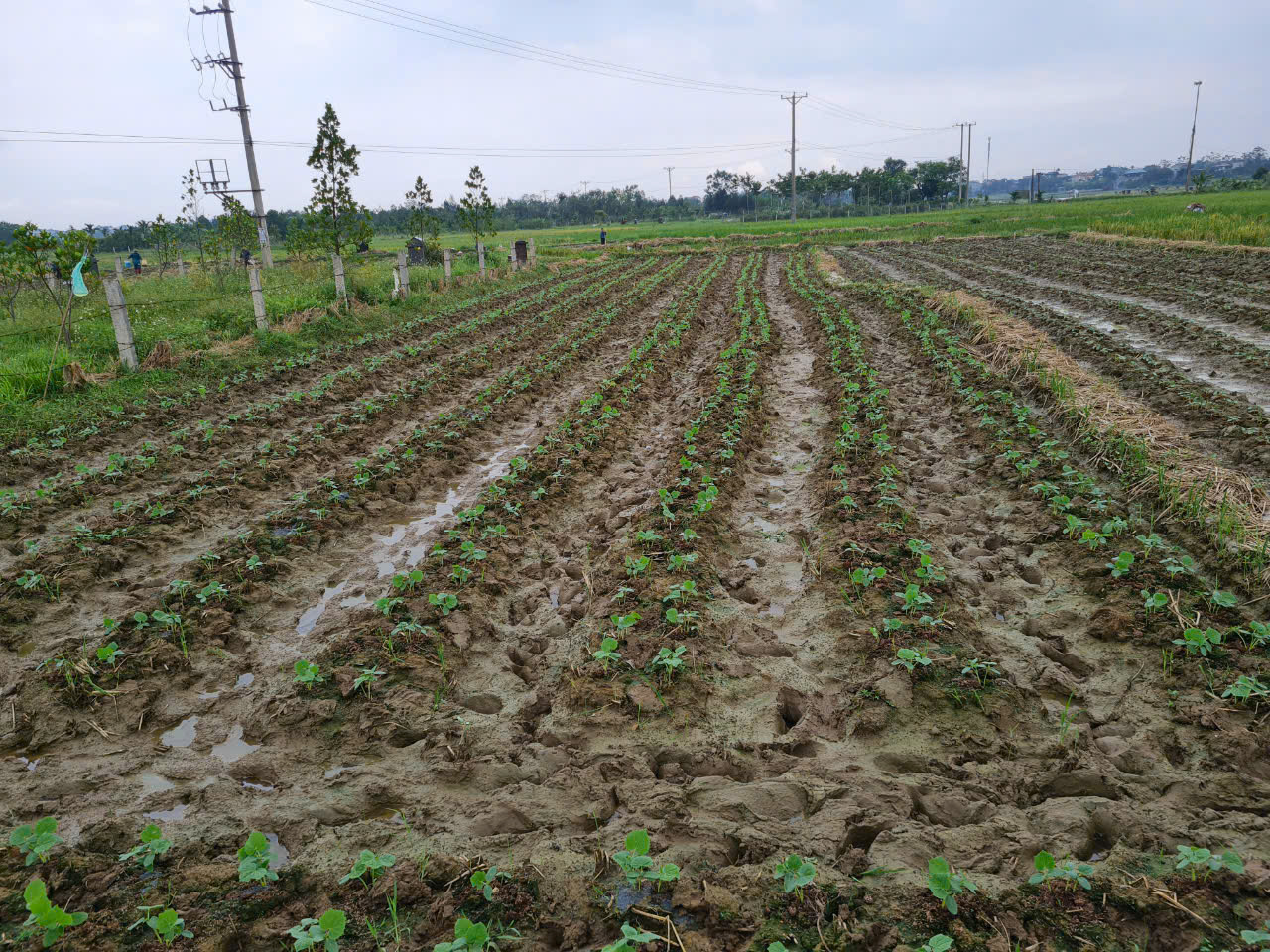 Nông dân Thạch Thất đẩy nhanh tiến độ gieo trồng, chăm sóc, phòng, trừ sâu bệnh cây màu vụ đông